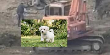 Cagliari, cagnolino ucciso con l’escavatore durante i lavori di riqualificazione della piazza: arriva la denuncia