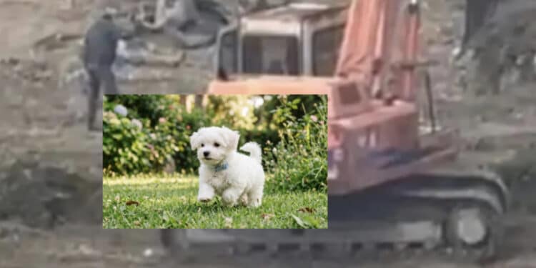 Cagliari, cagnolino ucciso con l’escavatore durante i lavori di riqualificazione della piazza: arriva la denuncia