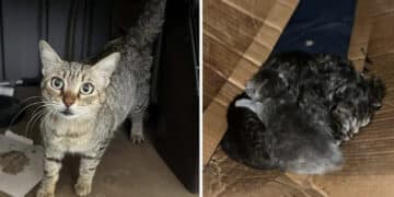 Radio Zampetta Sarda, stallo per mamma gatta e i suoi cuccioli