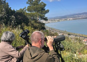 Parco di Molentargius, al via la nidificazione dei fenicotteri