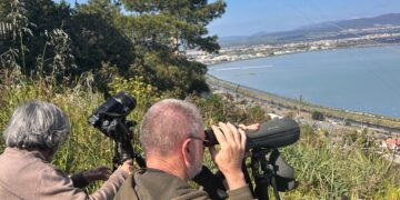 Parco di Molentargius, al via la nidificazione dei fenicotteri