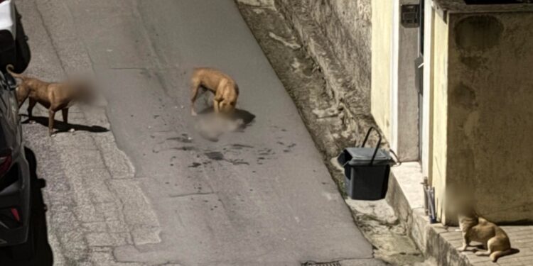 Sestu, i pitbull ancora liberi di vagabondare per le vie del centro abitato: nuove segnalazioni