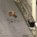 Sestu, i pitbull ancora liberi di vagabondare per le vie del centro abitato: nuove segnalazioni