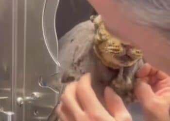 Gattina picchiata e abbandonata in una busta a Dolianova: “Chi sa parli”