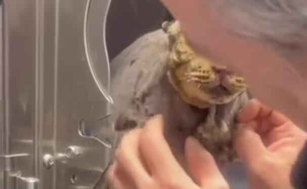 Gattina picchiata e abbandonata in una busta a Dolianova: “Chi sa parli”