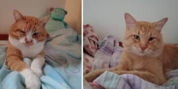 Radio Zampetta Sarda, sos a Flumini di Quartu: smarriti due gatti