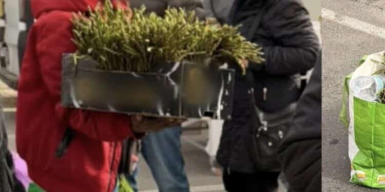 Ambulanti abusivi al mercatino rionale di Quartu, i venditori di asparagi dividono il web