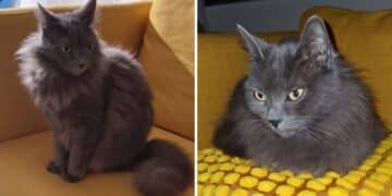 Radio Zampetta Sarda, smarrita Crosty: prevista ricompensa