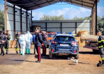 Incendi, sicurezza, animali: record di irregolarità in azienda tra Villacidro e Sardara