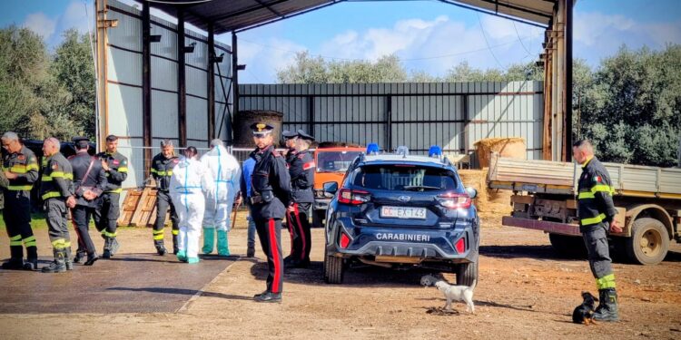 Incendi, sicurezza, animali: record di irregolarità in azienda tra Villacidro e Sardara