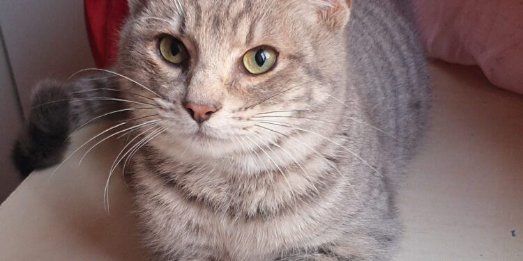 Radio Zampetta Sarda: adozione del cuore per Tombolino