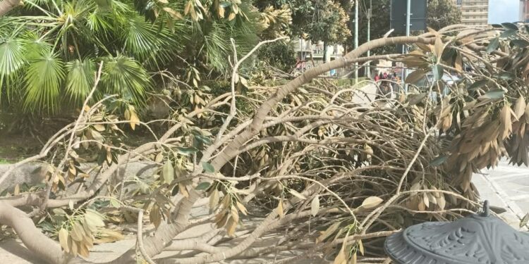 Vento fortissimo a Cagliari, crollano gli alberi in piazza Ingrao: incidenti sfiorati davanti a via Roma