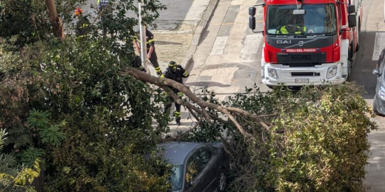 Quartu, albero crolla davanti alla scuola Porcu Satta: tragedia sfiorata all’uscita degli alunni