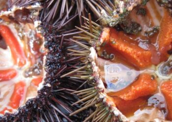 Ricci di mare, allarme in Sardegna: lo spaghetto simbolo rischia di sparire