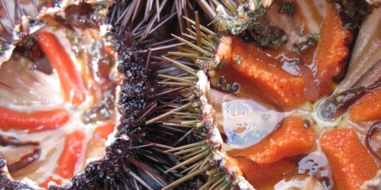Ricci di mare, allarme in Sardegna: lo spaghetto simbolo rischia di sparire