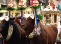 Dermatite bovina, allarme per i buoi di Sant’Efisio: la storica e attesissima festa a rischio stravolgimenti