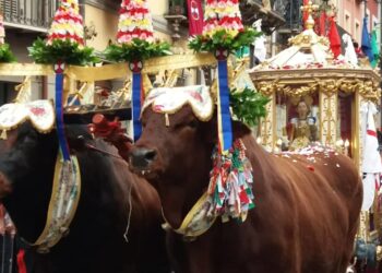 Dermatite bovina, allarme per i buoi di Sant’Efisio: la storica e attesissima festa a rischio stravolgimenti