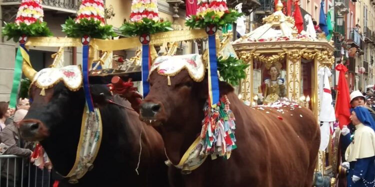 Dermatite bovina, allarme per i buoi di Sant’Efisio: la storica e attesissima festa a rischio stravolgimenti