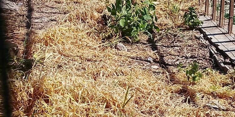 Sant’Elia, denuncia in Procura: “Colonie feline senza tutele, il Comune intervenga subito”