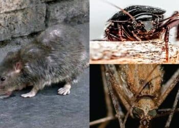 A Monserrato è guerra a topi, blatte e zanzare