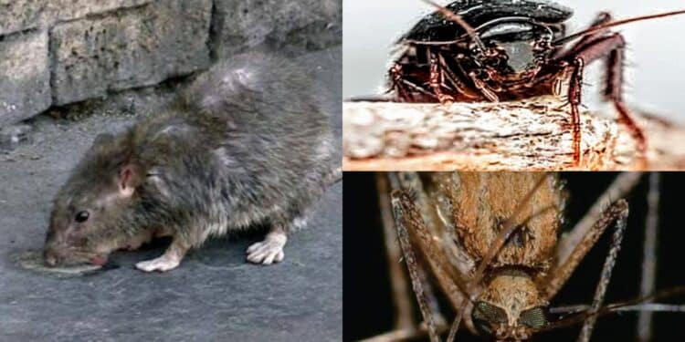 A Monserrato è guerra a topi, blatte e zanzare