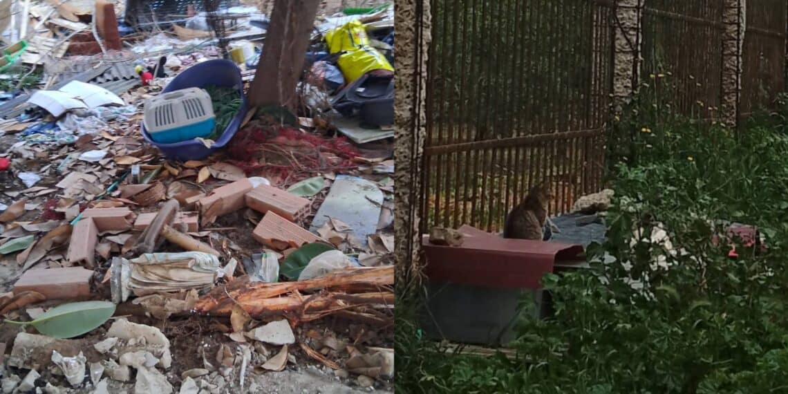 Cagliari, parte la denuncia contro chi ha ucciso gli animali a Sant’Elia: “Segnalate questi infami”