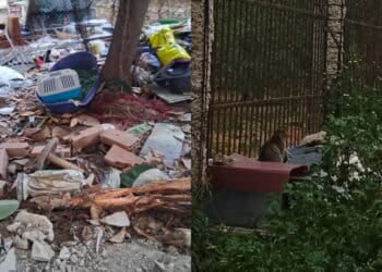 Cagliari, parte la denuncia contro chi ha ucciso gli animali a Sant’Elia: “Segnalate questi infami”