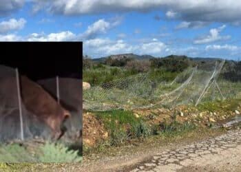 Pula, tori selvatici sfondano la recinzione del parco: i residenti hanno paura