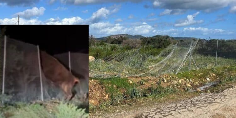 Pula, tori selvatici sfondano la recinzione del parco: i residenti hanno paura