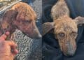 Cagnolina salvata sulla 131 da due ragazzi