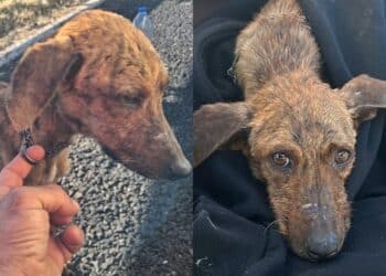 Cagnolina salvata sulla 131 da due ragazzi