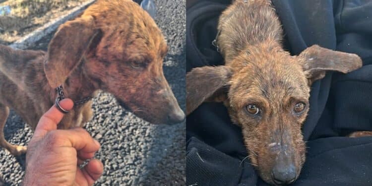 Cagnolina salvata sulla 131 da due ragazzi