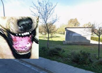Assemini, ragazza azzannata da un cane in piazza Conciliazione: rimane ferita ed esplode la polemica
