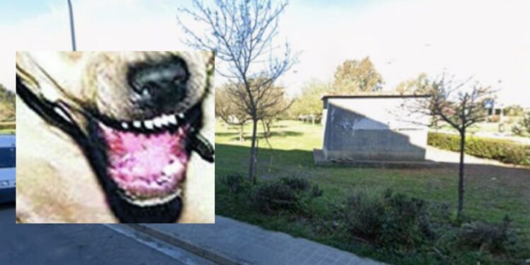 Assemini, ragazza azzannata da un cane in piazza Conciliazione: rimane ferita ed esplode la polemica