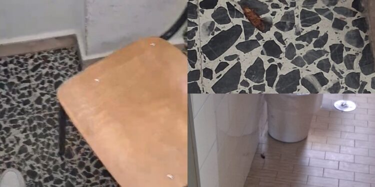 Cagliari, blatte al De Sanctis Deledda in aula e nei bagni seminano il terrore tra gli studenti
