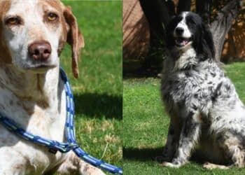 Sinnai, una pagina sul sito istituzionale raccoglie foto e dati dei quattro zampe pronti per l’adozione