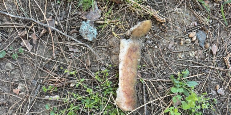 Esche avvelenate nel parco di Su Planu: enorme pericolo per animali e bambini