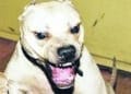 Pitbull aggressivi attaccano nuovamente a Sinnai e Oristano