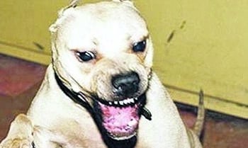 Pitbull aggressivi attaccano nuovamente a Sinnai e Oristano