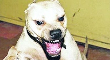 Pitbull aggressivi attaccano nuovamente a Sinnai e Oristano