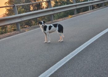 Teulada, sul caso del cagnolino interviene il sindaco Angelo Milia