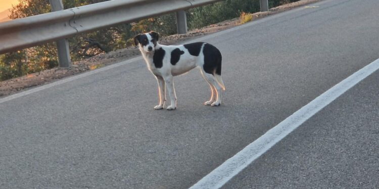Teulada, sul caso del cagnolino interviene il sindaco Angelo Milia