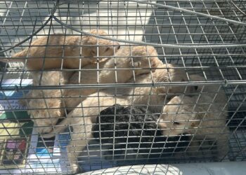 6 cuccioli di appena 15 giorni abbandonati a Capoterra, l’ira dell’assessore Crocco: “Verranno intensificati i controlli”