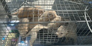 6 cuccioli di appena 15 giorni abbandonati a Capoterra, l’ira dell’assessore Crocco: “Verranno intensificati i controlli”