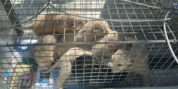 6 cuccioli di appena 15 giorni abbandonati a Capoterra, l’ira dell’assessore Crocco: “Verranno intensificati i controlli”