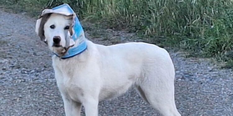 Carbonia, la città si mobilita per salvare un cane con un barattolo incastrato nella testa