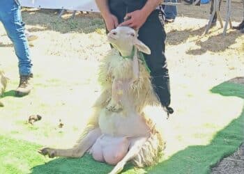 Alla fiera del bestiame pecore messe in mostra scatenano l’ira di Rizzi: “Sardegna, la terra dove puoi violare i più elementari diritti degli animali”