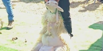 Alla fiera del bestiame pecore messe in mostra scatenano l’ira di Rizzi: “Sardegna, la terra dove puoi violare i più elementari diritti degli animali”