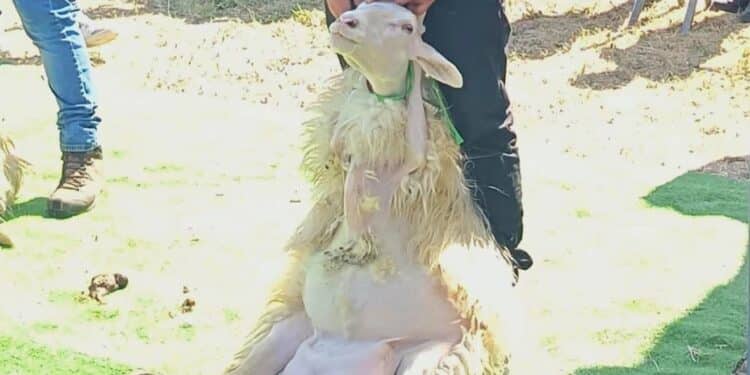 Alla fiera del bestiame pecore messe in mostra scatenano l’ira di Rizzi: “Sardegna, la terra dove puoi violare i più elementari diritti degli animali”