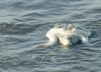 Quartu Sant’Elena, una Caretta caretta rinvenuta morta nel litorale